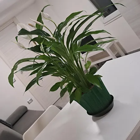 Apartamento Civico 52 Int 5 *