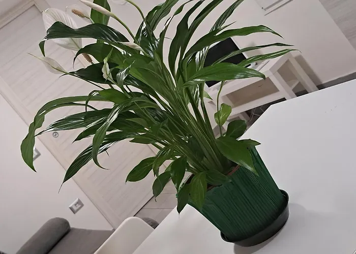 Apartment Civico 52 Int 5 *